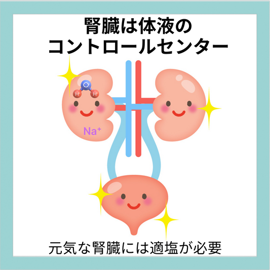 腎臓を守るために──塩と水のバランスを考える