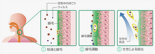 春先の風邪予防には水分補給と塩水うがい