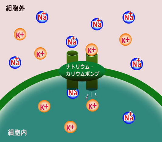 塩の世界史とカリウム・ナトリウムポンプ、適塩のすすめ