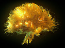 脳と光と塩水──NHK人体シリーズから広がる健康の視点