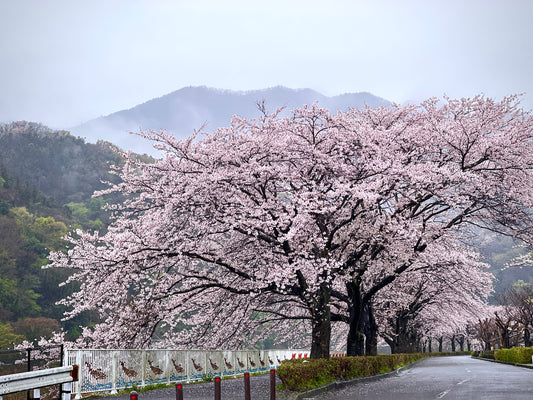 雨中の桜に思うこと、スローな水分補給